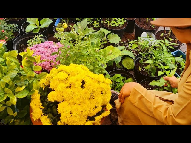 Growing vegetable garden in a small yard/Summer collection/Bogal Li vlog