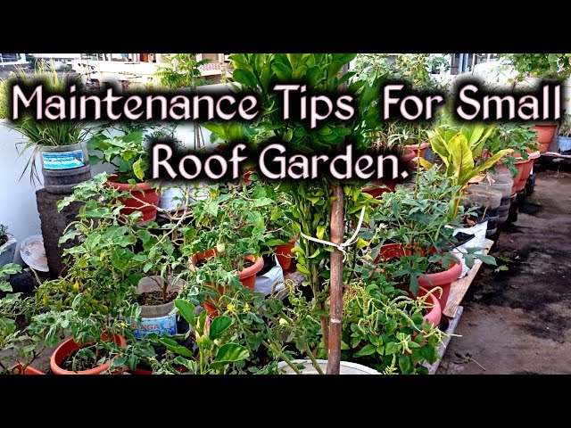 Roof gardening tips. Terrace gardening tips. Midde thota tips.