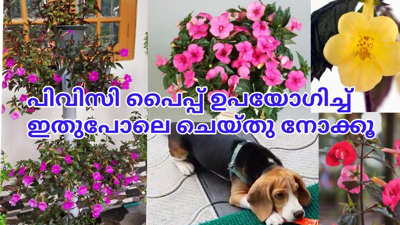 PVC Pipe Garden Ideas/Achimenes plant Care and Propogation/Hanging plants/Salu koshy