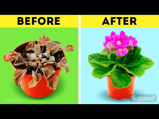 Simple and effective organic fertilizers for flowers: Gardening hacks